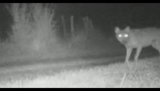 Farkasokat láttak Párizs közelében