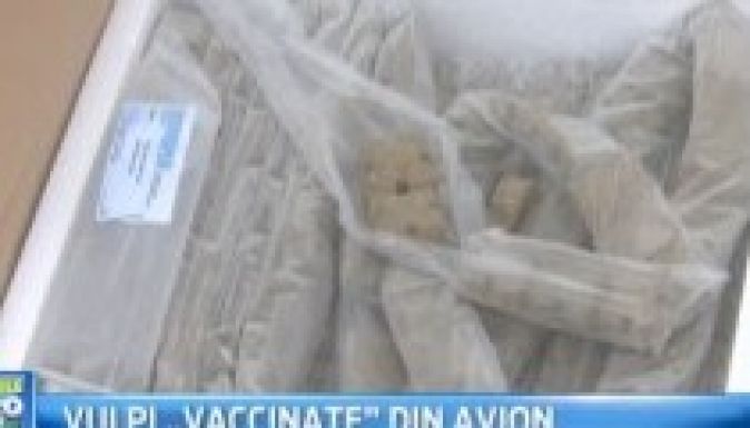 Repülőből szórják a rókák veszettség elleni oltását