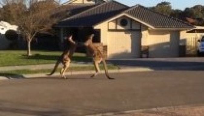 Két kenguru verekedett össze egy ausztrál városban (VIDEÓ)