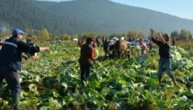 Hetedik alkalommal szervezték meg a Szépvízi káposztavásárt