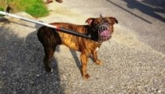 Harci kutya támadt rá a család másfél éves kislányára