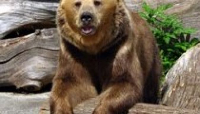 Kilőtték az alcsíki határban támadó medvét