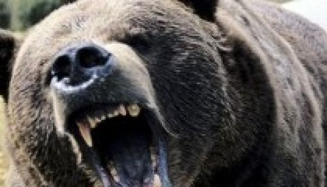 Borboly az újabb medvetámadásról: durvább, mint egy szafariparkban