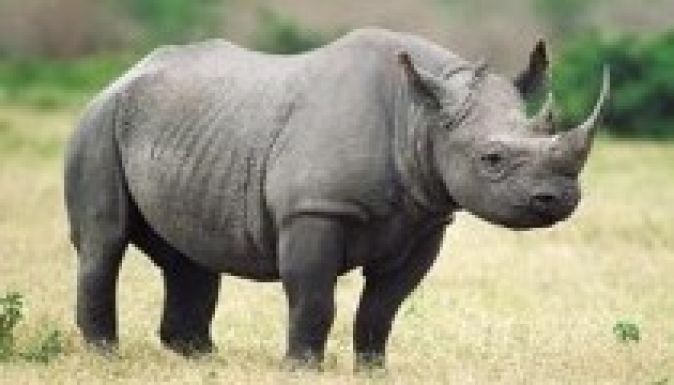 Már csak hat szélesszájú orrszarvú maradt