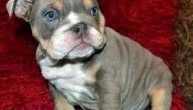 Ellopták Nagy-Britannia legértékesebb kutyakölykeinek egyikét