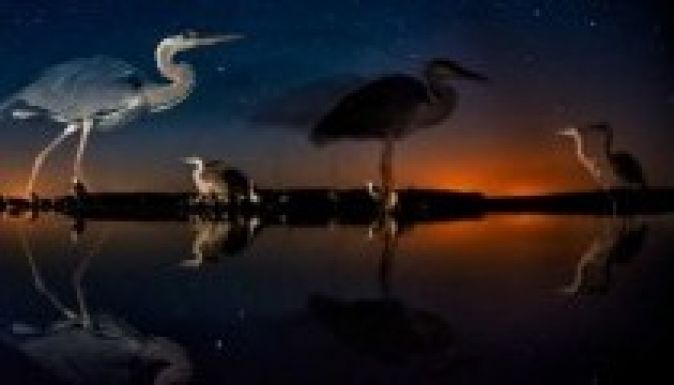 Magyar természetfotós nyert a BBC világversenyén