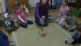 Van esély románul megtanulni a Gopó Klubbal