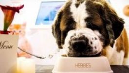 Megnyilt az első holland kutyavendéglő