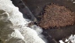 Rozmárok tolonganak az alaszkai parton