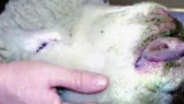 Támogatás várható kéknyelv-kór elleni oltásra