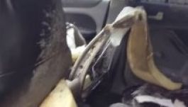 Ezt művelte a medve egy autóval Oroszországban (VIDEÓ)