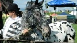 Állatvásárt és gazdanapot tartottak Csíkdánfalván (GALÉRIA)