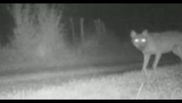 Farkasokat láttak Párizs közelében