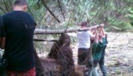 Hajtóvadászat indul a Kovásznán garázdálkodó medvék ellen