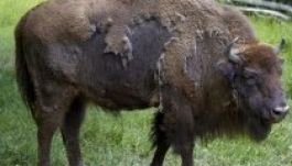 Most már a bölényeket is pusztítja a kéknyelv betegség