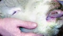 Háromszéken is megjelent a kéknyelv betegség