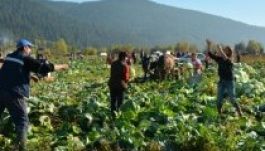 Hetedik alkalommal szervezték meg a Szépvízi káposztavásárt