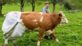 Pelenkázott tehenekkel tiltakoznak az új EU-s trágyaszabály ellen