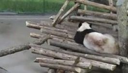 Hátsón billentette az alvó pandát egy mókus (VIDEÓ)