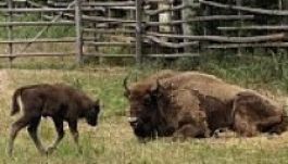 Pusztul a hátszegi bölényrezervátum