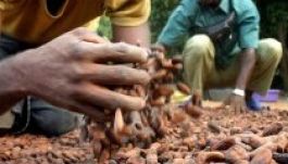 Drágulhat a csokoládé az ebola miatt