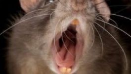 Chicago Amerika „legpatkányabb” városa