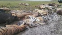 Kiirtottuk az állatok felét 1970 óta