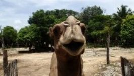 Hatmázsás dromedár ült rá a vadaspark tulajdonosára