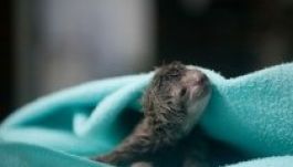 Császármetszéssel született lajhár