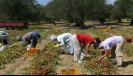 Román szexrabszolgákat dolgoztatnak a délolasz ültetvényeken?