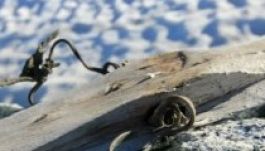 Norvégiában 1300 éves sílécre bukkantak