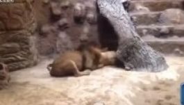 A látogatók előtt ölte meg társát egy oroszlán (VIDEÓ)