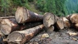 Honatyák, bírák, hercegek is lopták az erdőt?