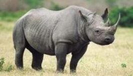 Már csak hat szélesszájú orrszarvú maradt