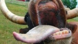 A tél megfékezheti a kéknyelv betegség terjedését