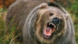 Lengyelországban is embert ölt a barnamedve