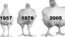 Négyszer nagyobb a mai tyúk az ötven évvel ezelőttinél