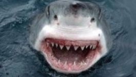 Kajakosra támadt egy cápa