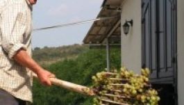 Bor- és gasztroturizmussal erősítene Románia