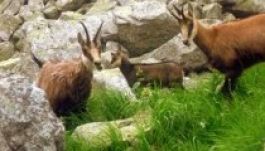 A klímaváltozás miatt összemennek az alpesi zergék?