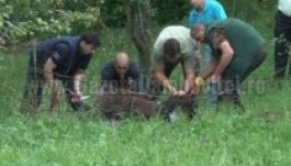 Fényes nappal az iskola mellett jár a medve Dâmbovița megyében