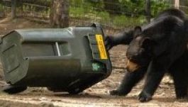 Számítógép mentette meg a medvétől