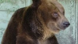 Meghalt a legidősebb barnamedve