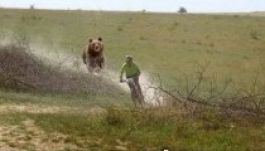 Megszületett az első mém a székelyföldi medvehelyzetről (FOTÓ)