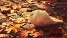 Talán mégsem kell még elővenni a télikabátot