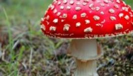 Meghalt gombamérgezésben egy Szatmár megyei óvónő
