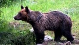 Javaslatcsomag készült a medvekérdés rendezésére