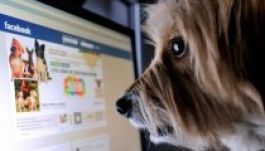 A Facebook lassan túlnövi Kínát