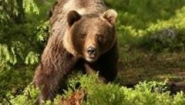 Háromszéken kifizették a vadkárokat