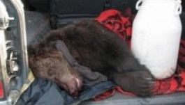 Két év börtönre ítéltek illegális medvekilövésért egy besztercei férfit